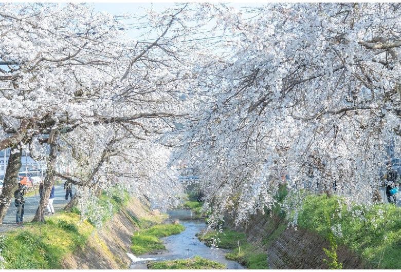 郷之谷川の桜