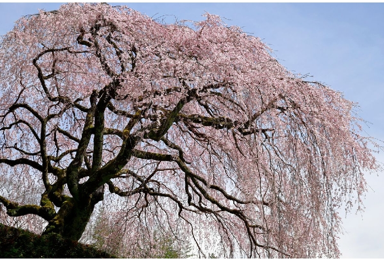 中越家の桜