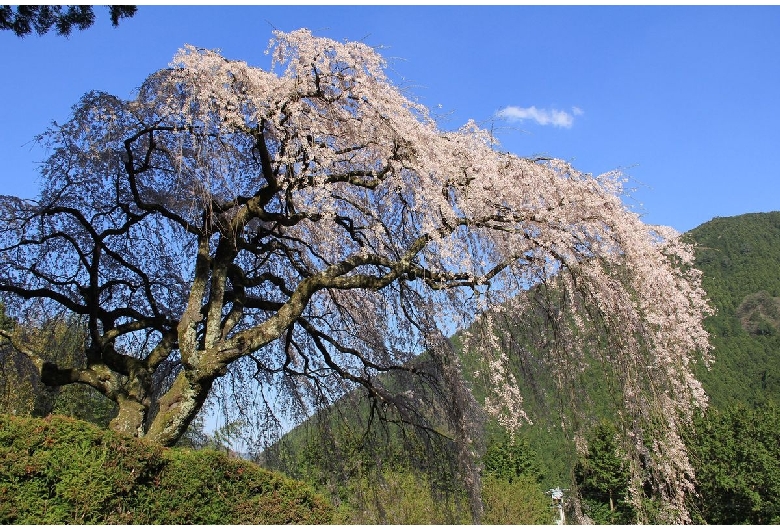 中越家の桜