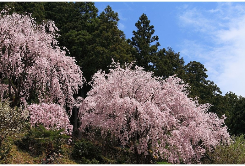 川井峠