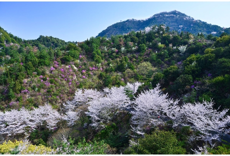 積善山三千本桜