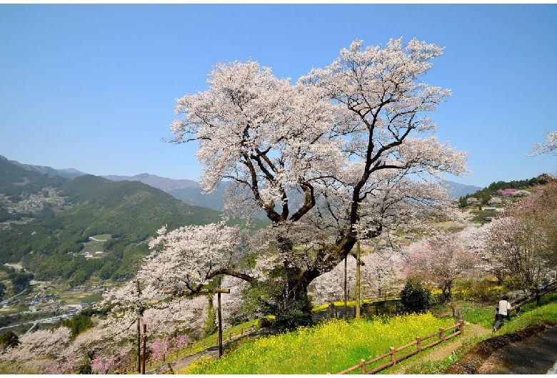 ひょうたん桜