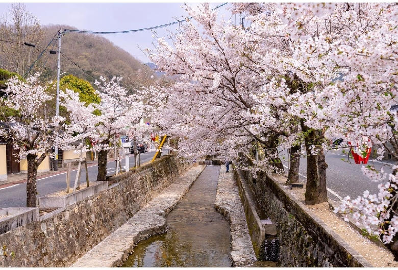 紺屋川美観地区