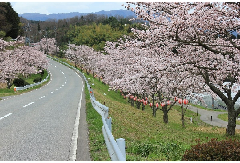 野坂桜並木