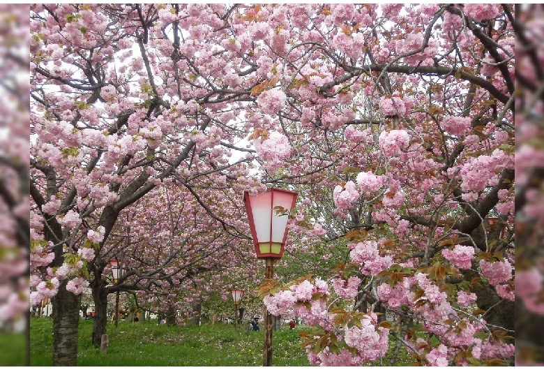 造幣局広島支局「花のまわりみち」