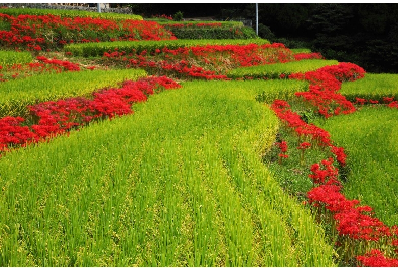 江里山の棚田