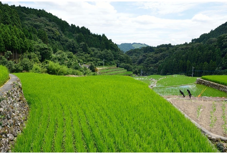 竹地区の棚田