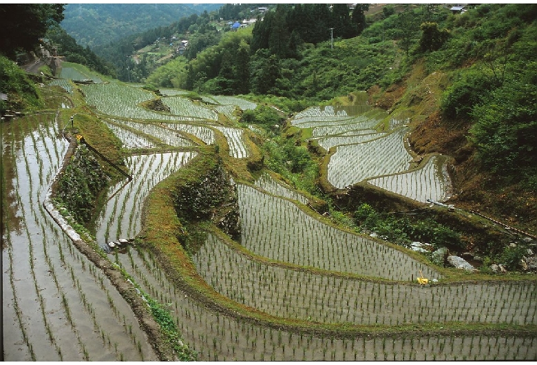 下影の棚田