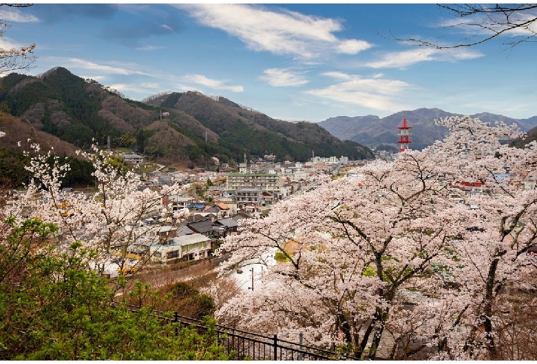 城山公園の桜