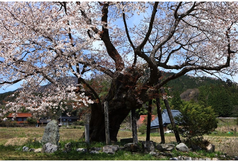 尾所の桜