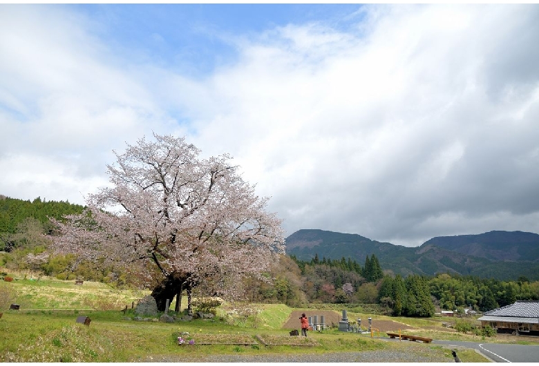 尾所の桜