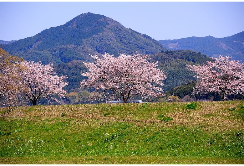 鍋田川の桜