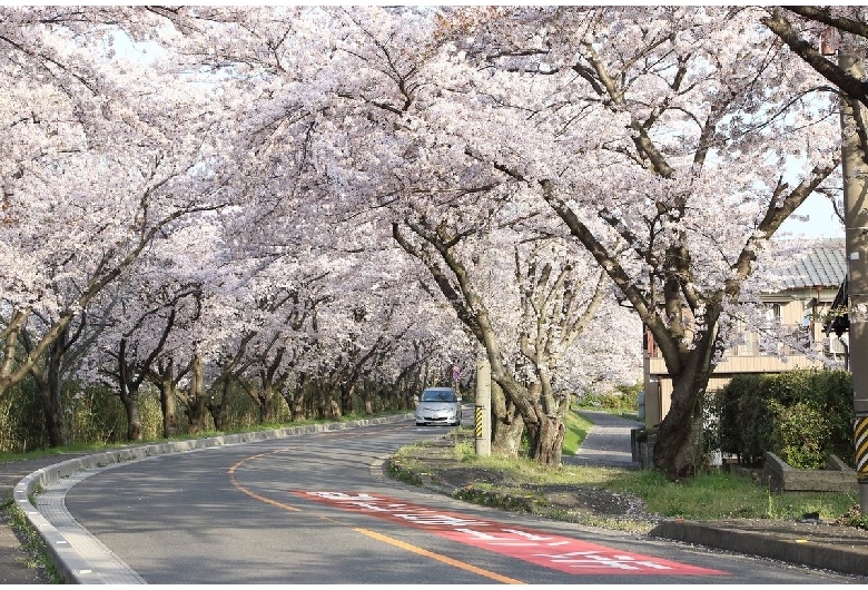 鍋田川の桜