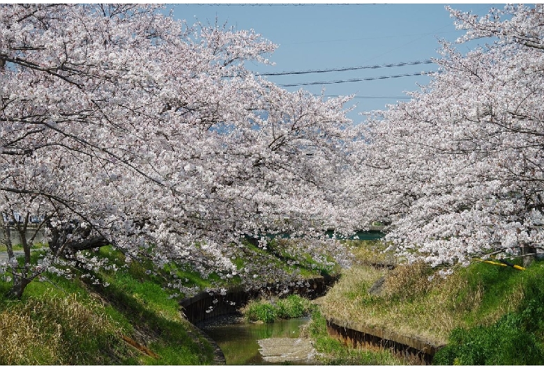 鹿化川千本桜