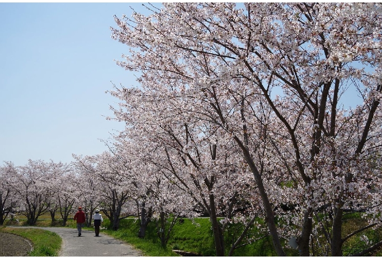 鹿化川千本桜