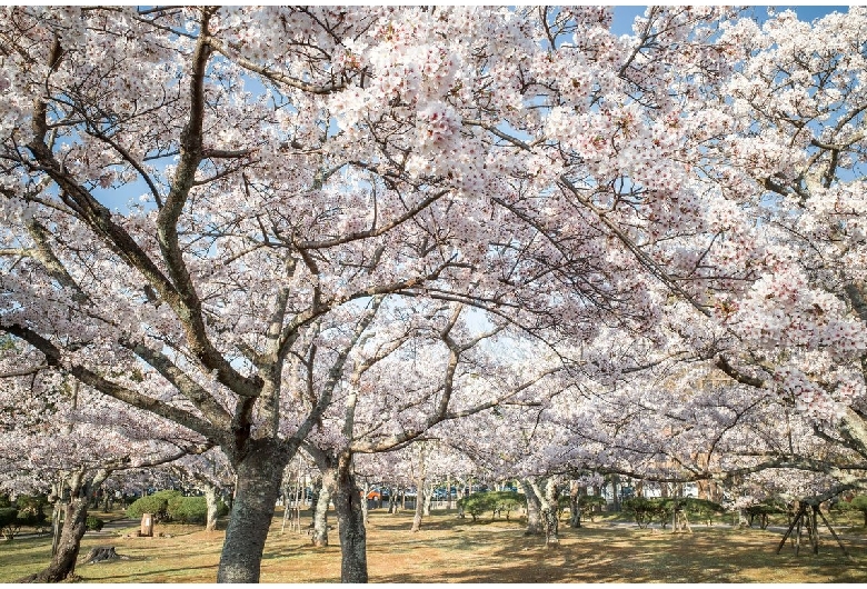 湊山公園（錦公園）