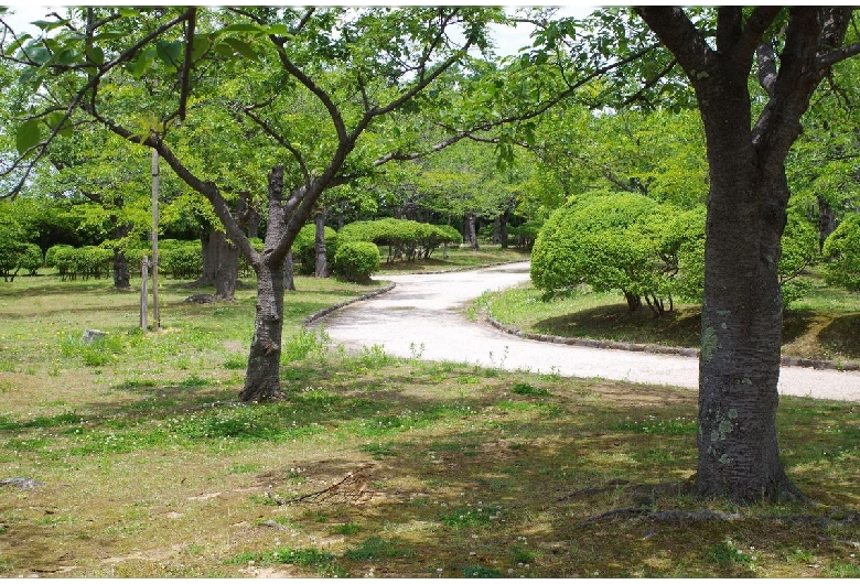 湊山公園（錦公園）