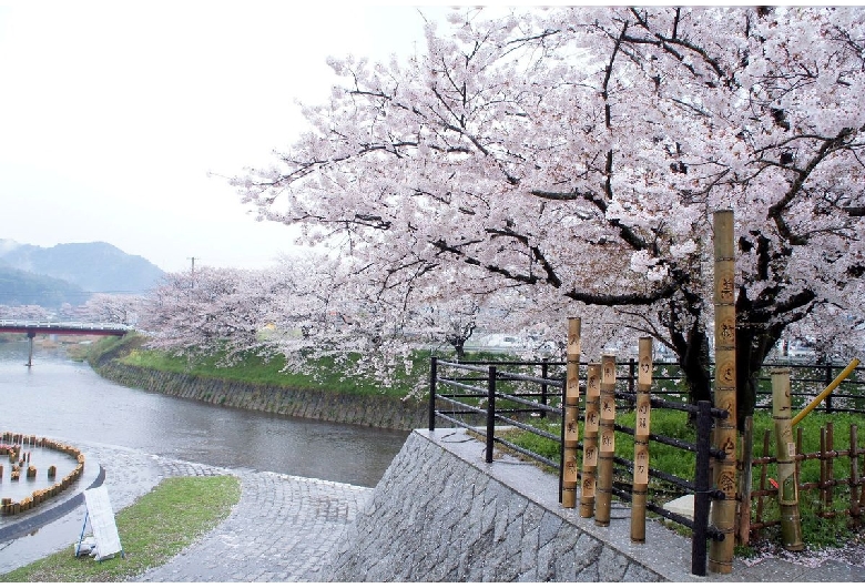 厚狭川河畔の桜