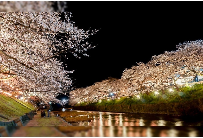 厚狭川河畔の桜