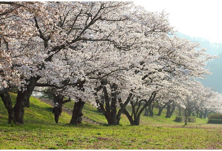 三刀屋川桜並木