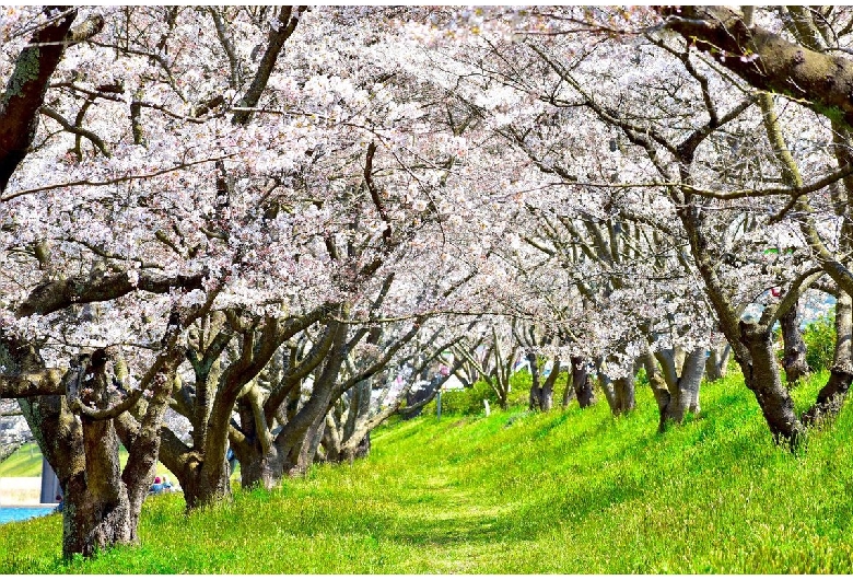 三刀屋川桜並木