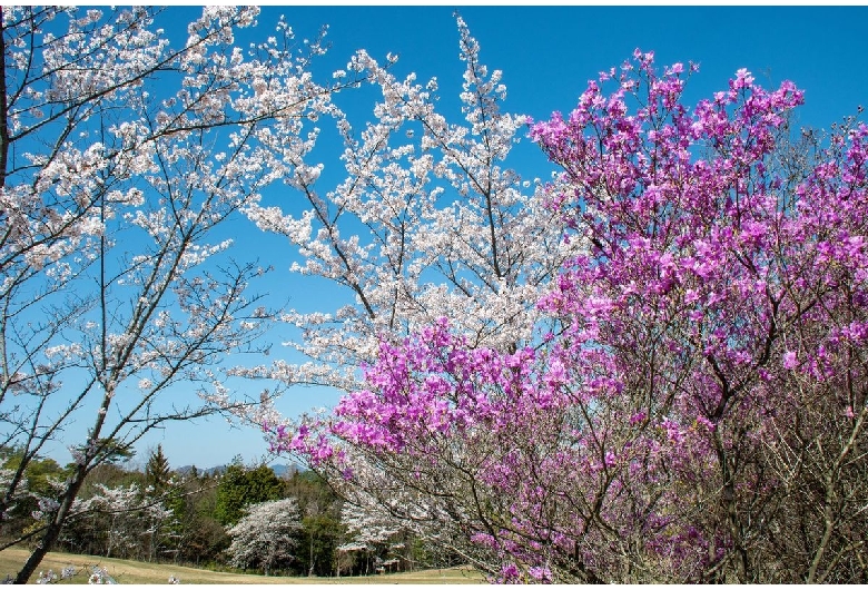 たけべの森公園