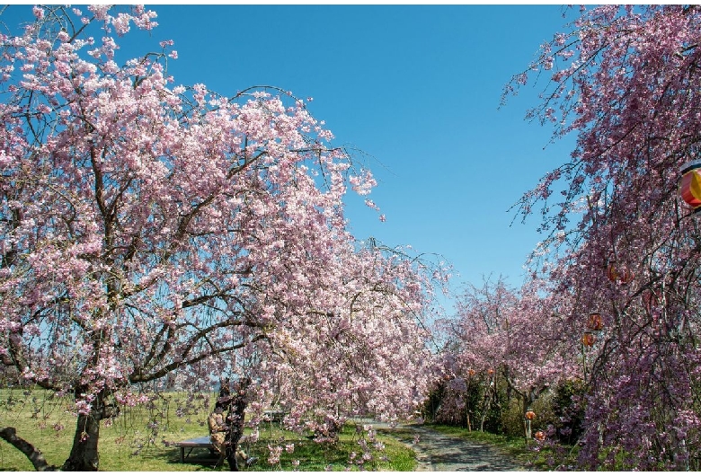 たけべの森公園