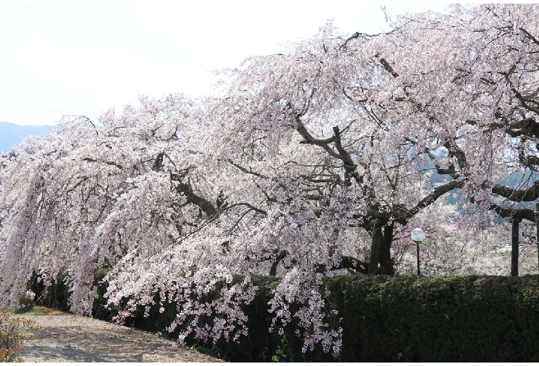 徳佐八幡宮