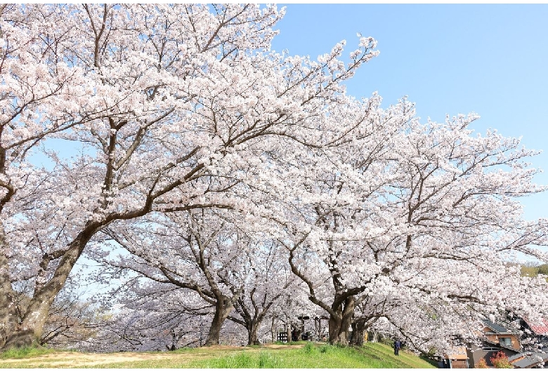 酒津公園