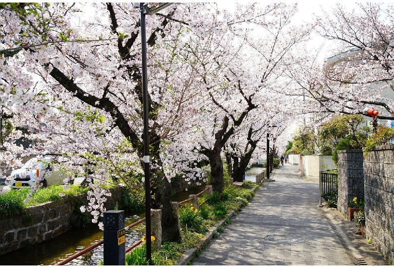 玉串川の桜並木