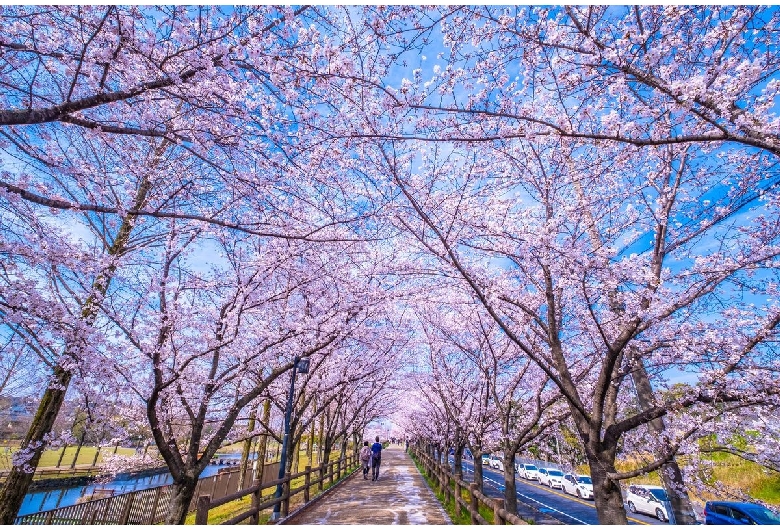 打上川治水緑地