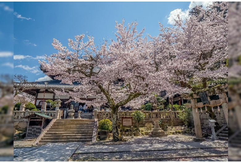 善福寺の桜