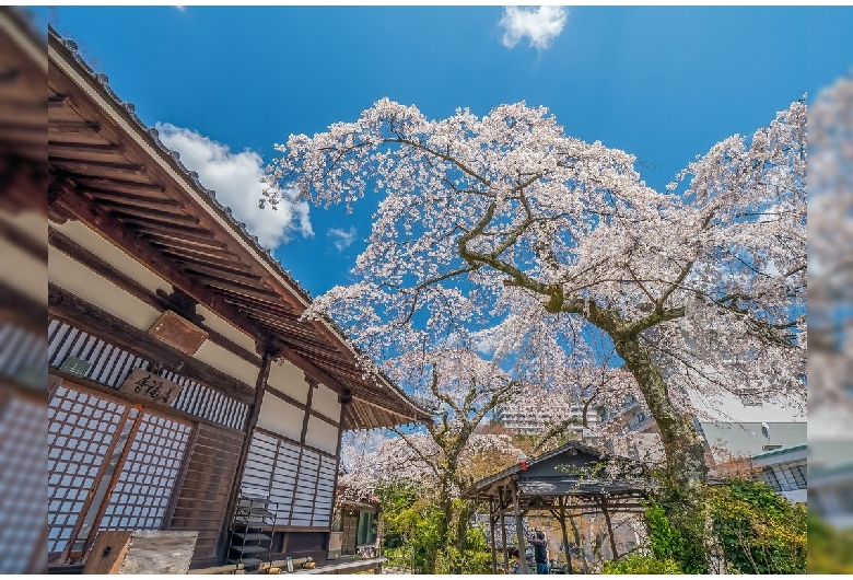 善福寺の桜