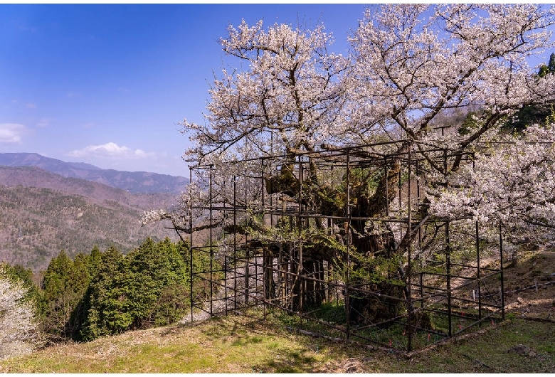 樽見の大桜