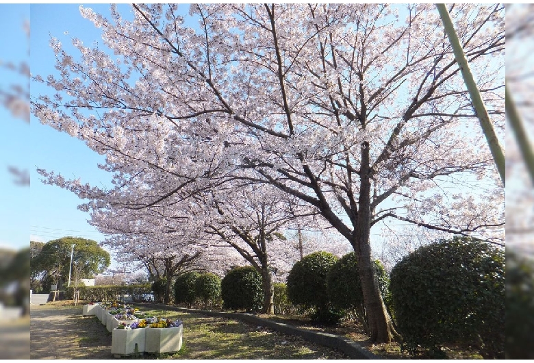 五月山公園（五月山緑地）