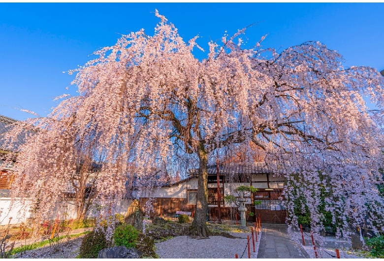 本満寺