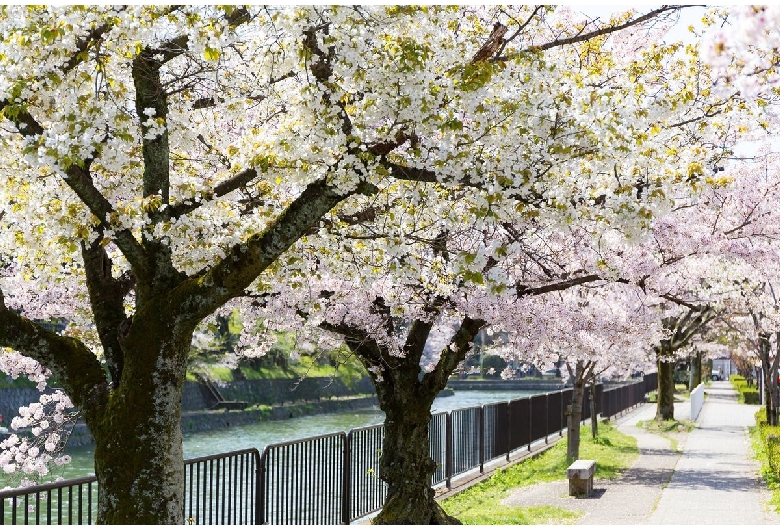 岡崎桜回廊