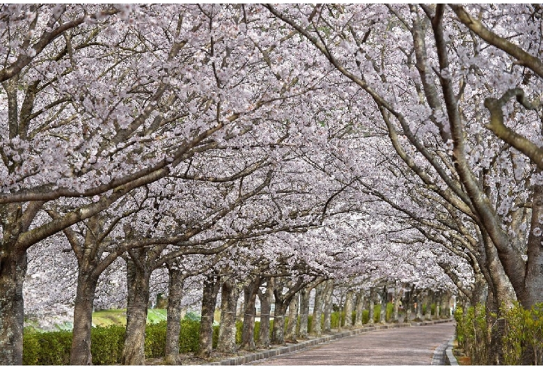 綾部・福知山・湯の花・丹波・亀岡