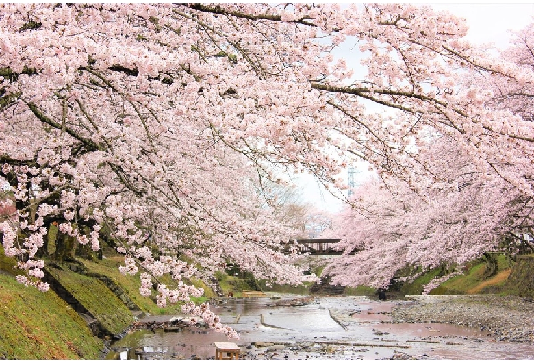 七谷川沿いの桜（和らぎの道）