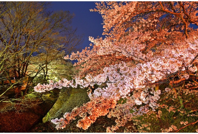 七谷川沿いの桜（和らぎの道）