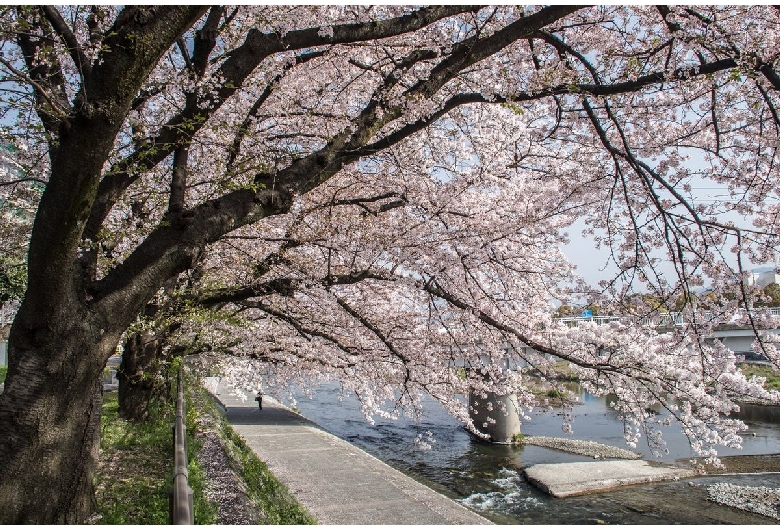 鴨川公園