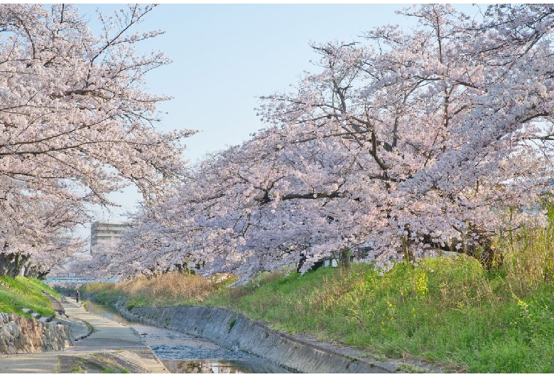 高田千本桜