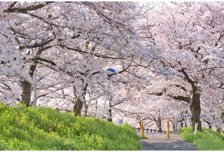 高田千本桜