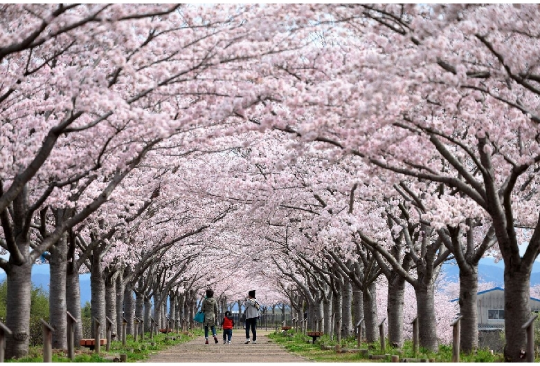 おの桜づつみ回廊