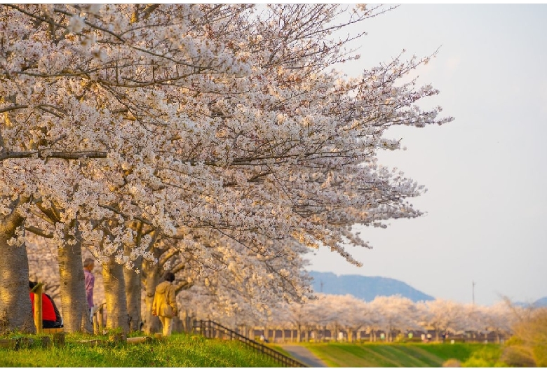 おの桜づつみ回廊