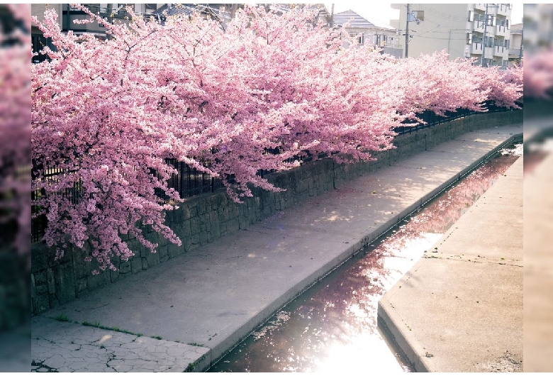 淀水路の河津桜