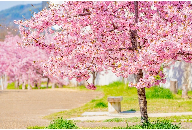 淀水路の河津桜