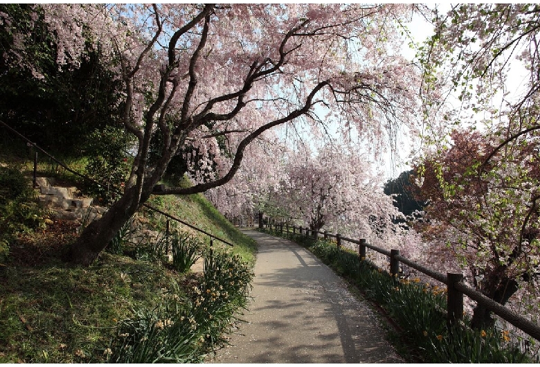 幸田文化公園