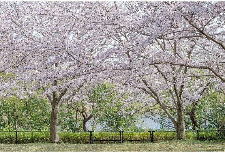 向山緑地