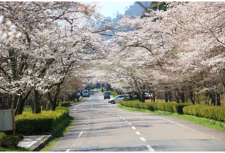 寺尾ヶ原千本桜公園